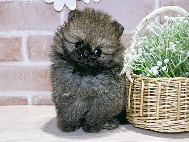 岡山県のポメラニアン (ペッツファースト倉敷店/2025年10月18日生まれ/女の子/オレンジ)の子犬の1枚目の画像