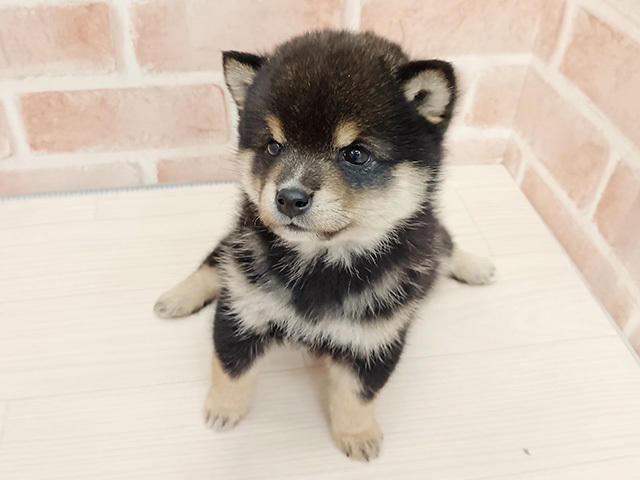 埼玉県の豆柴 (ペッツファースト春日部店/2025年10月21日生まれ/男の子/黒)の子犬の1枚目の画像