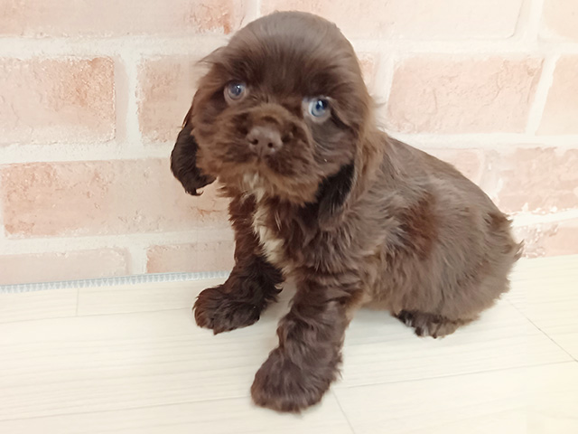 埼玉県のアメリカンコッカースパニエル (ペッツファースト春日部店/2025年10月18日生まれ/女の子/チョコレートホワイト)の子犬の1枚目の画像