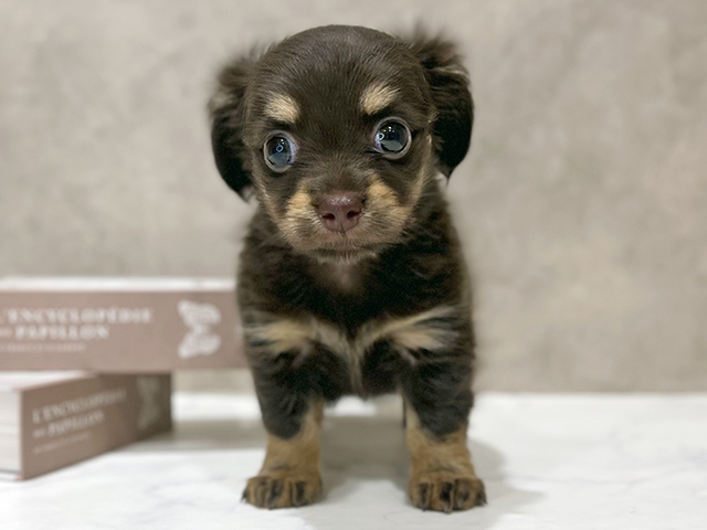 東京都のチワックス(チワワ×ダックス) (ペッツファースト新宿店/2025年10月20日生まれ/女の子/チョコレートタン)の子犬