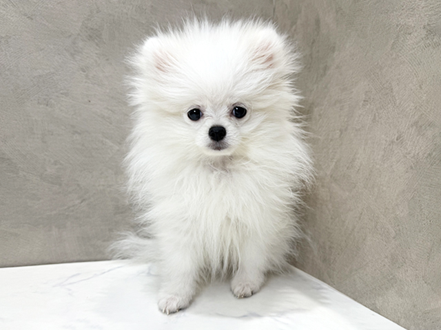 静岡県のポメラニアン (ペッツファースト富士宮店/2025年10月19日生まれ/女の子/クリームホワイト)の子犬の1枚目の画像
