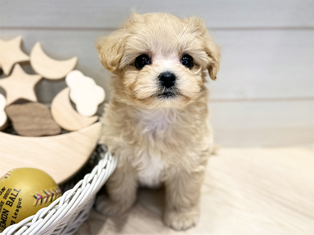 群馬県のマルプー(マルチーズ×プードル) (ペッツファースト高崎店/2025年10月19日生まれ/女の子/アプリコット)の子犬