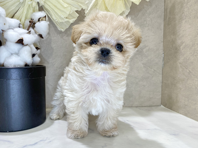 兵庫県のマルプー(マルチーズ×プードル) (ペッツファースト神戸三宮センター街店/2025年10月19日生まれ/男の子/アプリコット)の子犬の1枚目の画像
