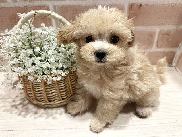 東京都のマルプー(マルチーズ×プードル) (ペッツファースト町田店/2025年10月19日生まれ/男の子/アプリコット)の子犬