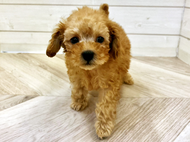 福岡県のトイプードル(タイニー) (ペッツファースト大牟田店/2025年10月20日生まれ/男の子/アプリコット)の子犬の1枚目の画像