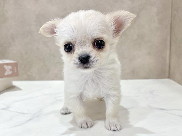 東京都のチワワ(ロング) (ペッツファースト新宿店/2025年10月18日生まれ/女の子/クリーム)の子犬