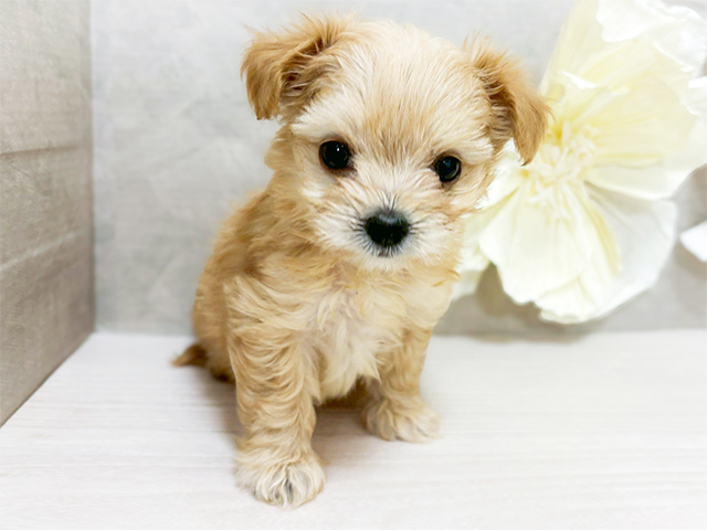 東京都のチワプー/プーチー(チワワ×プードル) (ペッツファースト恵比寿店/2025年10月19日生まれ/女の子/アプリコット)の子犬の1枚目の画像