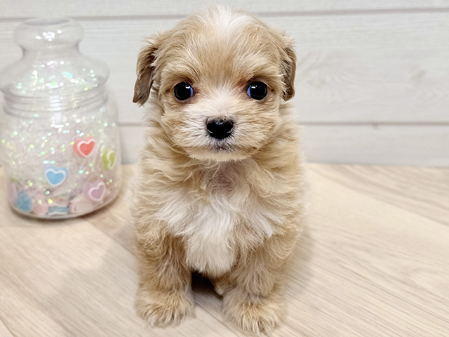 神奈川県のチワプー/プーチー(チワワ×プードル) (ペッツファースト川崎店/2025年10月19日生まれ/男の子/アプリコット)の子犬の1枚目の画像