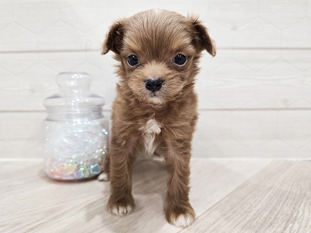 東京都のチワプー/プーチー(チワワ×プードル) (ペッツファースト吉祥寺サンロード店/2025年10月19日生まれ/男の子/レッド)の子犬の1枚目の画像