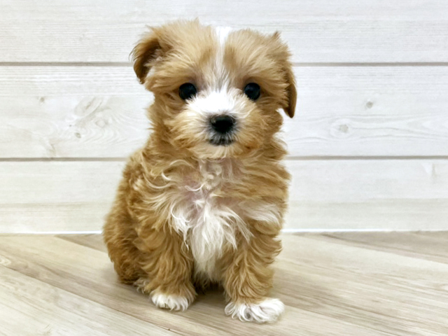 福岡県のチワプー/プーチー(チワワ×プードル) (ペッツファースト大牟田店/2025年10月19日生まれ/男の子/アプリコット)の子犬の1枚目の画像