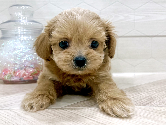 東京都のペキプー(ペキニーズ×プードル) (ペッツファースト吉祥寺サンロード店/2025年10月19日生まれ/男の子/アプリコット)の子犬の1枚目の画像