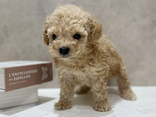 東京都のビションプー(ビションフリーゼ×プードル) (ペッツファースト新宿店/2025年10月20日生まれ/男の子/アプリコット)の子犬の1枚目の画像