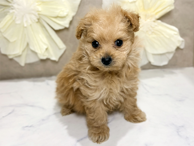 東京都のポメプー(ポメラニアン×プードル) (ペッツファースト原宿店/2025年10月18日生まれ/男の子/アプリコット)の子犬の1枚目の画像