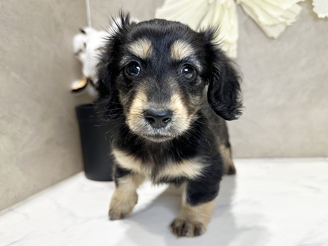 兵庫県のカニンヘンダックスフンド(ロング) (ペッツファースト神戸三宮センター街店/2025年10月20日生まれ/女の子/ブラックタン)の子犬の1枚目の画像