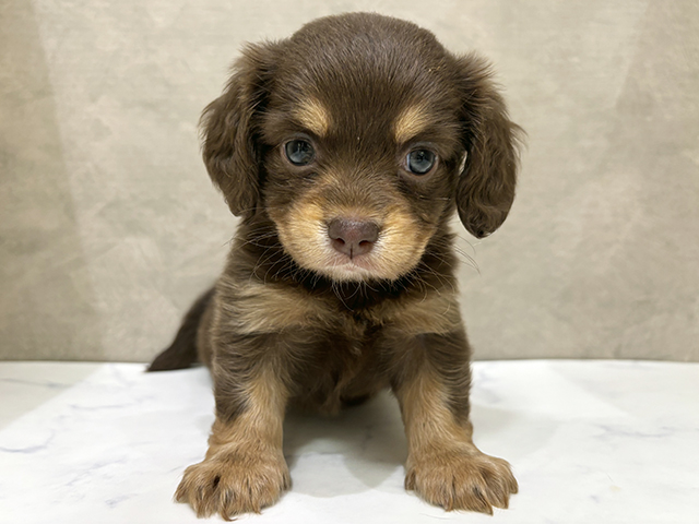 東京都のチワックス(チワワ×ダックス) (ペッツファーストららぽーと立川立飛店/2025年10月20日生まれ/女の子/チョコレートタン)の子犬の1枚目の画像
