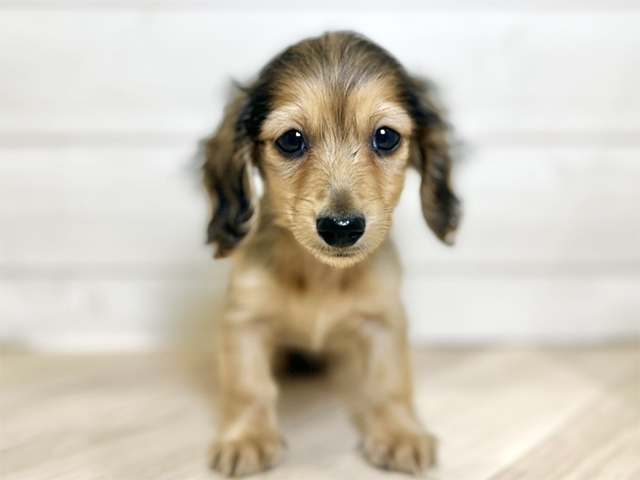 東京都のミニチュアダックスフンド(ロング) (ペッツファースト昭島店/2025年10月20日生まれ/男の子/シェーデットイエロー)の子犬の1枚目の画像