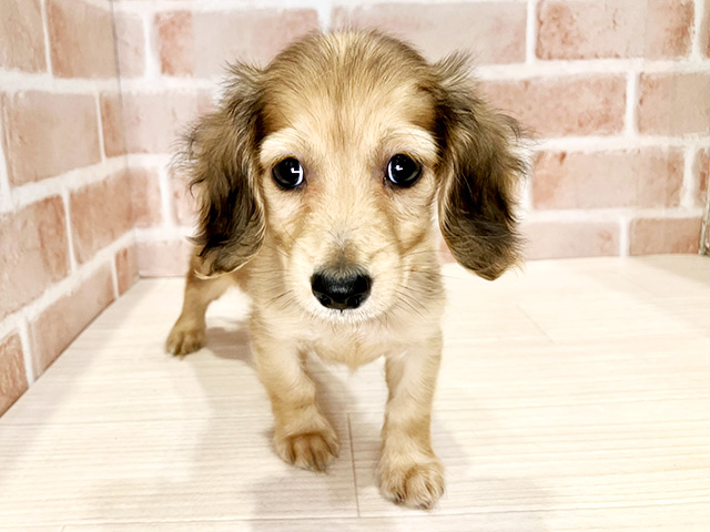 千葉県のミニチュアダックスフンド(ロング) (ペッツファースト流山おおたかの森店/2025年10月20日生まれ/女の子/シェーデットイエロー)の子犬の1枚目の画像