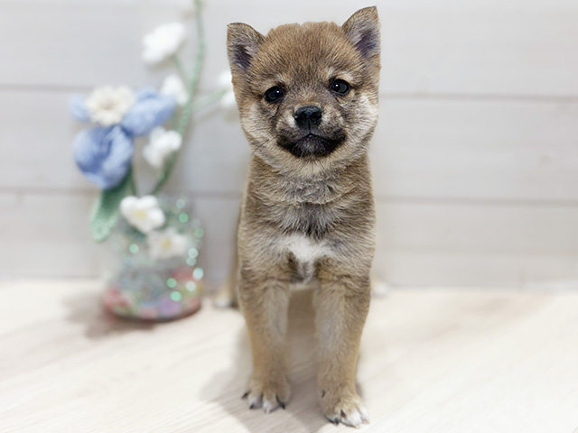 大阪府の豆柴 (ペッツファーストららぽーと門真店/2025年10月15日生まれ/男の子/赤)の子犬の1枚目の画像