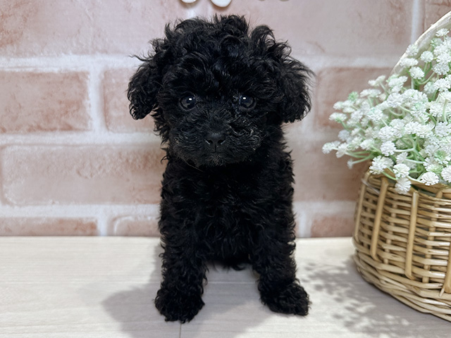 岡山県のトイプードル(タイニー) (ペッツファースト倉敷店/2025年10月18日生まれ/男の子/ブラック)の子犬の1枚目の画像