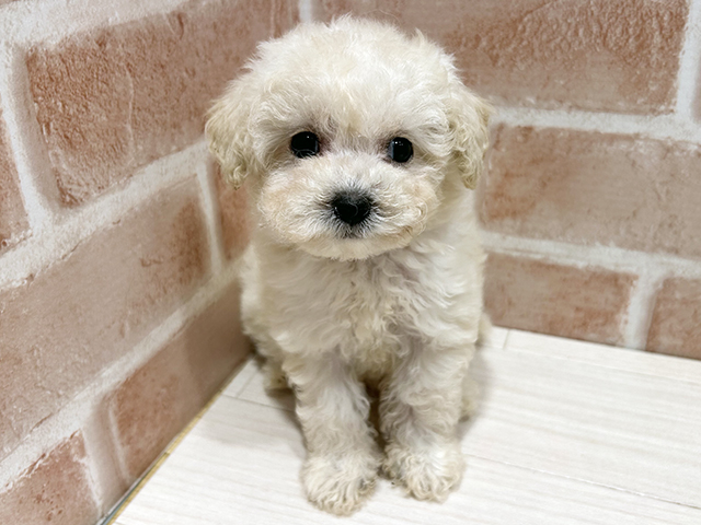 東京都のビションプー(ビションフリーゼ×プードル) (ペッツファースト町田店/2025年10月14日生まれ/女の子/クリーム)の子犬の1枚目の画像