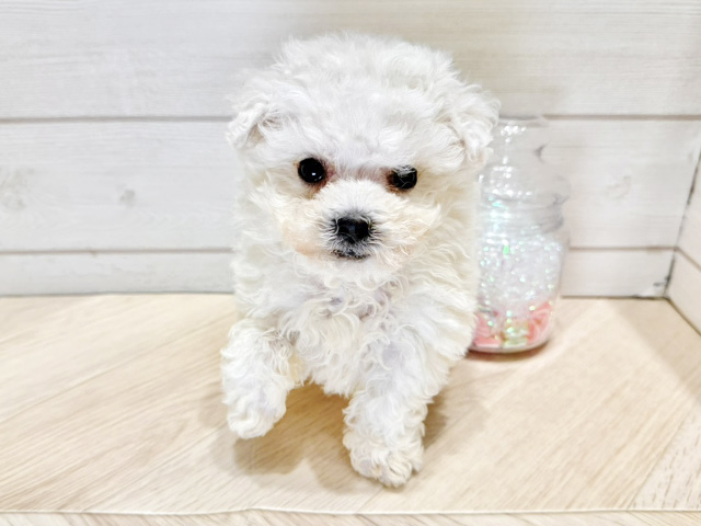 広島県のビションフリーゼ (ペッツファースト広島府中店/2025年10月19日生まれ/男の子/ホワイト)の子犬の1枚目の画像