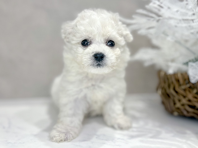 大阪府のビションフリーゼ (ペッツファースト茶屋町店/2025年10月20日生まれ/女の子/ホワイト)の子犬の1枚目の画像