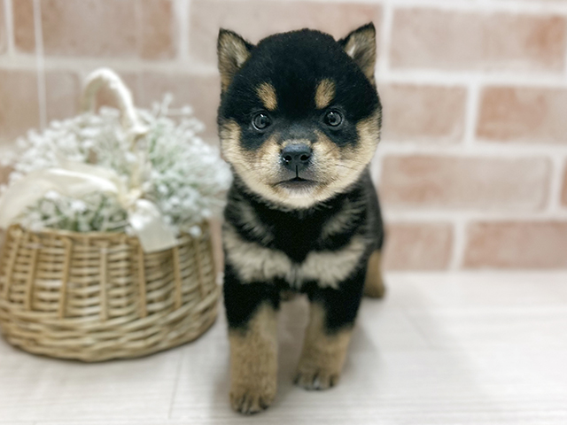大阪府の豆柴 (ペッツファースト茨木店/2025年10月20日生まれ/男の子/黒)の子犬の1枚目の画像