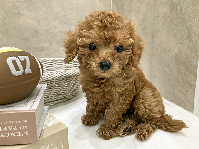 東京都のトイプードル(タイニー) (ペッツファースト晴海店/2025年10月20日生まれ/女の子/レッド)の子犬の1枚目の画像