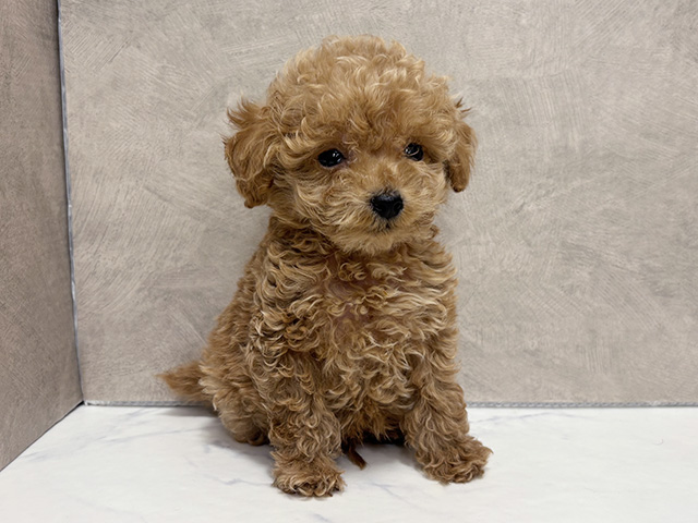 東京都のトイプードル(ティーカップ) (ペッツファースト池袋店/2025年10月20日生まれ/男の子/アプリコット)の子犬の1枚目の画像