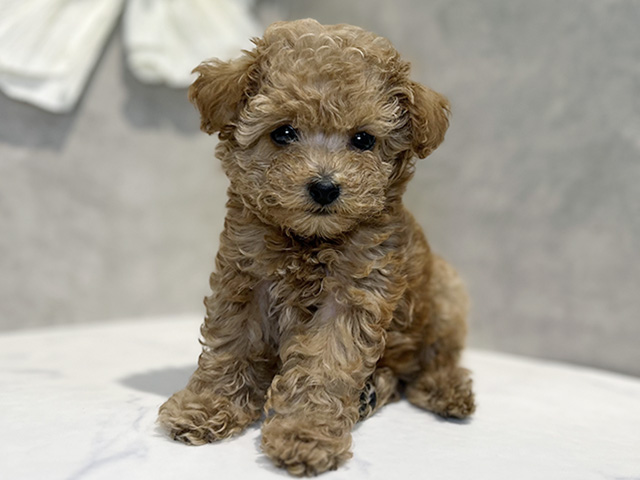 東京都のトイプードル(ティーカップ) (ペッツファースト下北沢店/2025年10月20日生まれ/女の子/アプリコット)の子犬の1枚目の画像