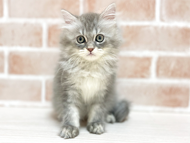 大阪府のラガマフィン (ペッツファースト高槻店/2025年10月18日生まれ/男の子/シルバータビー)の子猫の1枚目の画像