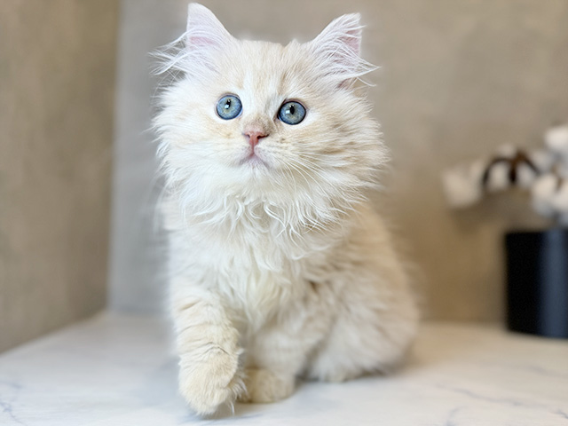 東京都のサイベリアン (ペッツファーストららぽーと立川立飛店/2025年10月18日生まれ/男の子/クリームタビー)の子猫の1枚目の画像