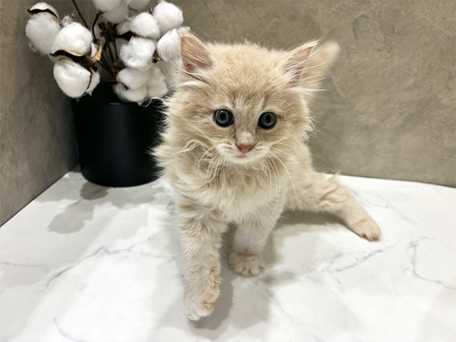 愛知県のラガマフィン (ペッツファースト名古屋栄店/2025年10月20日生まれ/男の子/クリームタビー)の子猫の1枚目の画像