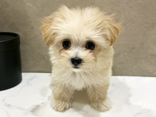 大阪府のマルプー(マルチーズ×プードル) (ペッツファースト難波店/2025年10月19日生まれ/男の子/クリーム)の子犬