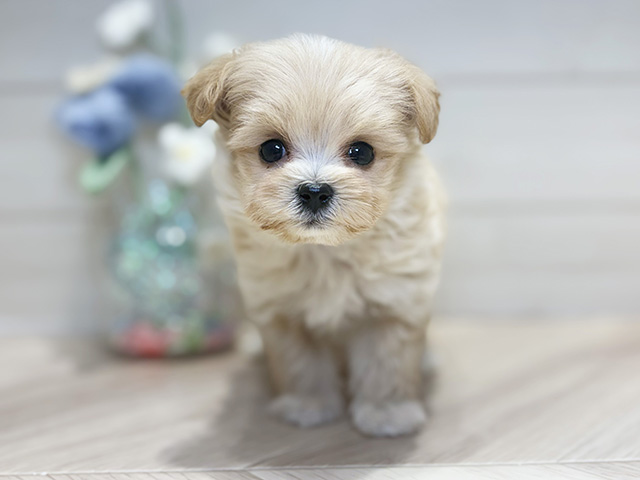 大阪府のマルプー(マルチーズ×プードル) (ペッツファーストららぽーと門真店/2025年10月19日生まれ/男の子/アプリコット)の子犬の1枚目の画像
