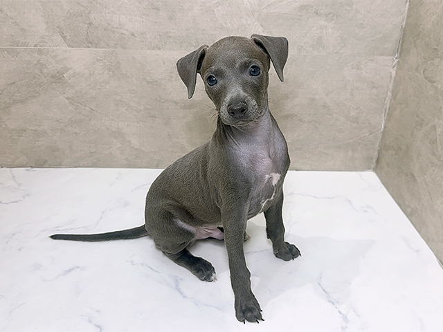 福岡県のイタリアングレーハウンド (ペッツファースト福津店/2025年10月20日生まれ/男の子/グレー)の子犬の1枚目の画像
