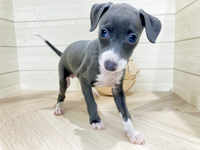 イタリアングレーハウンド