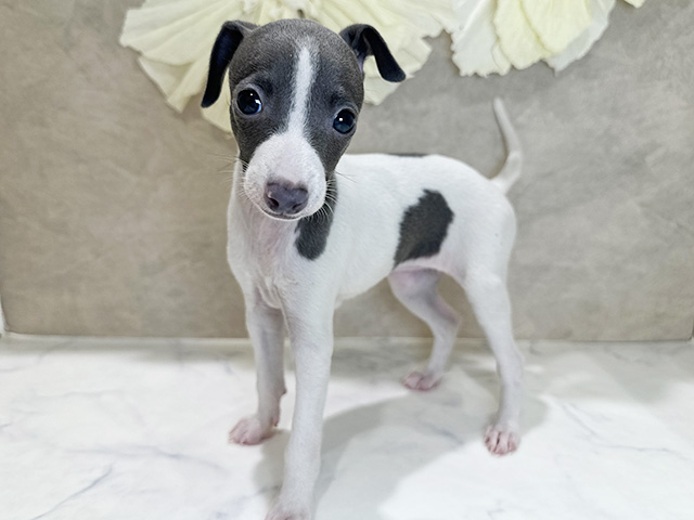 兵庫県のイタリアングレーハウンド (ペッツファースト神戸三宮センター街店/2025年10月18日生まれ/女の子/ブルーホワイト)の子犬の1枚目の画像