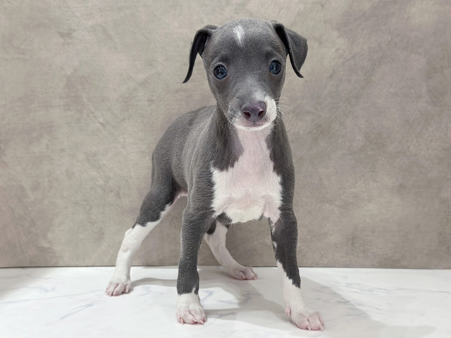 イタリアングレーハウンド