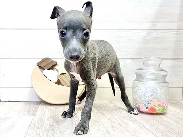 愛知県のイタリアングレーハウンド (ペッツファースト大高店/2025年10月18日生まれ/男の子/ブルー)の子犬の1枚目の画像