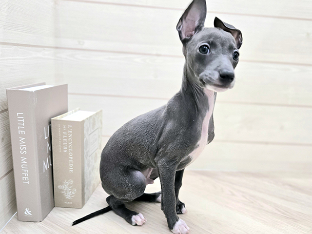 埼玉県のイタリアングレーハウンド (ペッツファースト春日部店/2025年10月19日生まれ/男の子/ブルー)の子犬