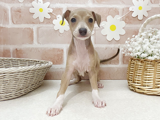 東京都のイタリアングレーハウンド (ペッツファーストお台場店/2025年10月19日生まれ/女の子/フォーンホワイト)の子犬の1枚目の画像