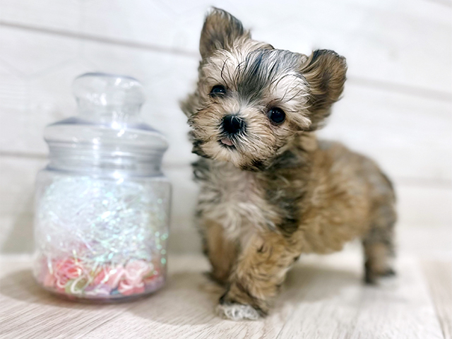 東京都のマルキー/マルヨーキー(マルチーズ×ヨークシャーテリア) (ペッツファースト吉祥寺サンロード店/2025年10月12日生まれ/女の子/フォーンホワイト)の子犬の1枚目の画像