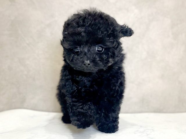 千葉県のトイプードル(ティーカップ) (ペッツファーストららぽーとTOKYO-BAY店/2025年10月19日生まれ/男の子/ブラック)の子犬の1枚目の画像