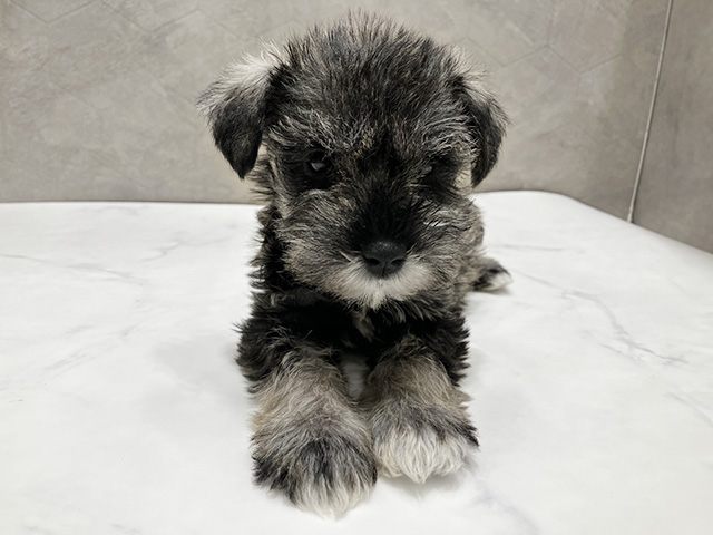 ミニチュアシュナウザー