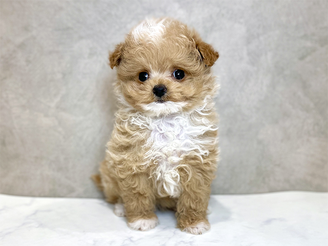 千葉県のチワプー/プーチー(チワワ×プードル) (ペッツファーストららぽーとTOKYO-BAY店/2025年10月13日生まれ/女の子/アプリコットホワイト)の子犬