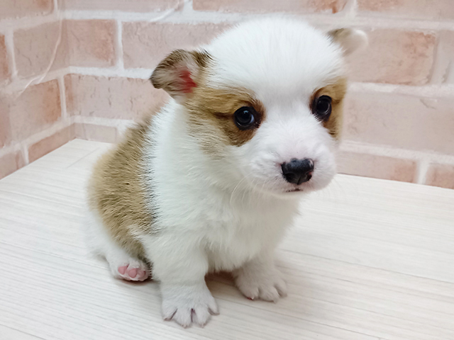 埼玉県のウェルシュコーギーペンブローク (ペッツファースト春日部店/2025年10月23日生まれ/男の子/レッドホワイト)の子犬の1枚目の画像