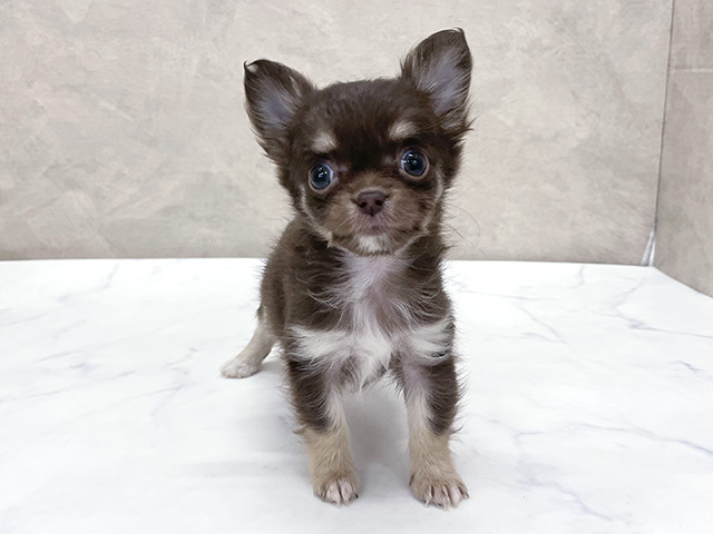 東京都のチワワ(ロング) (ペッツファースト八王子多摩美大前店/2025年10月21日生まれ/女の子/チョコレートタン)の子犬の1枚目の画像