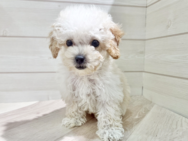 福岡県のビションプー(ビションフリーゼ×プードル) (ペッツファースト福岡天神店(c)/2025年10月20日生まれ/女の子/クリーム)の子犬の1枚目の画像