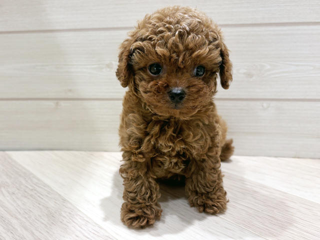 東京都のトイプードル(ティーカップ) (ペッツファースト豊洲店/2025年10月21日生まれ/男の子/レッド)の子犬の1枚目の画像